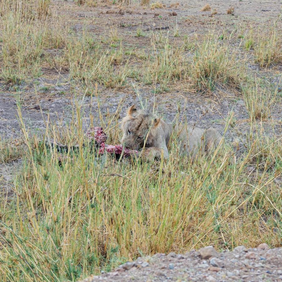 Wild Amboseli Ndovu Cottage. Εξωτερικό φωτογραφία