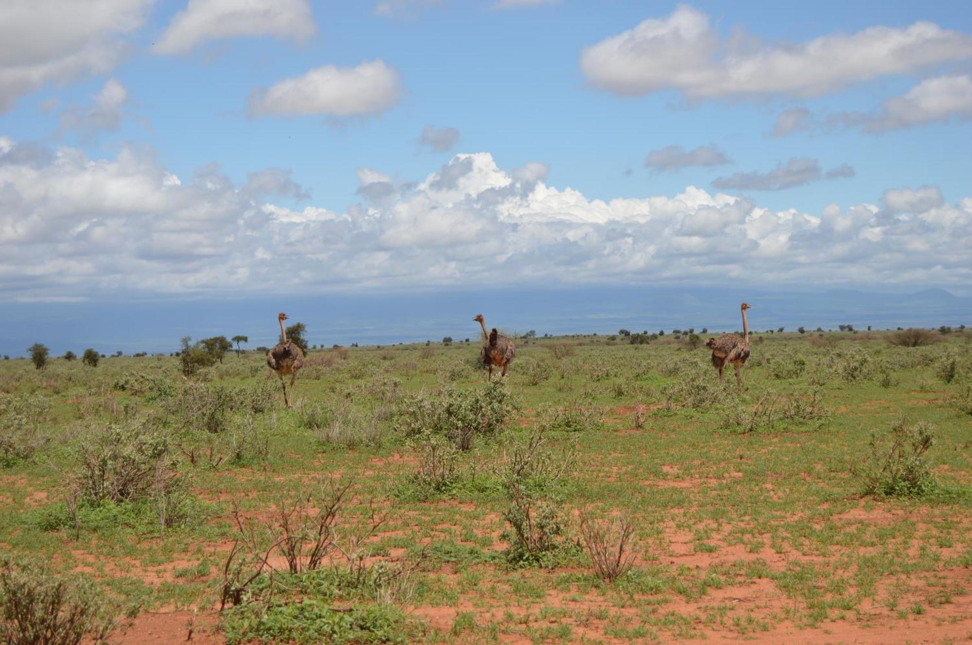 Wild Amboseli Ndovu Cottage. Εξωτερικό φωτογραφία