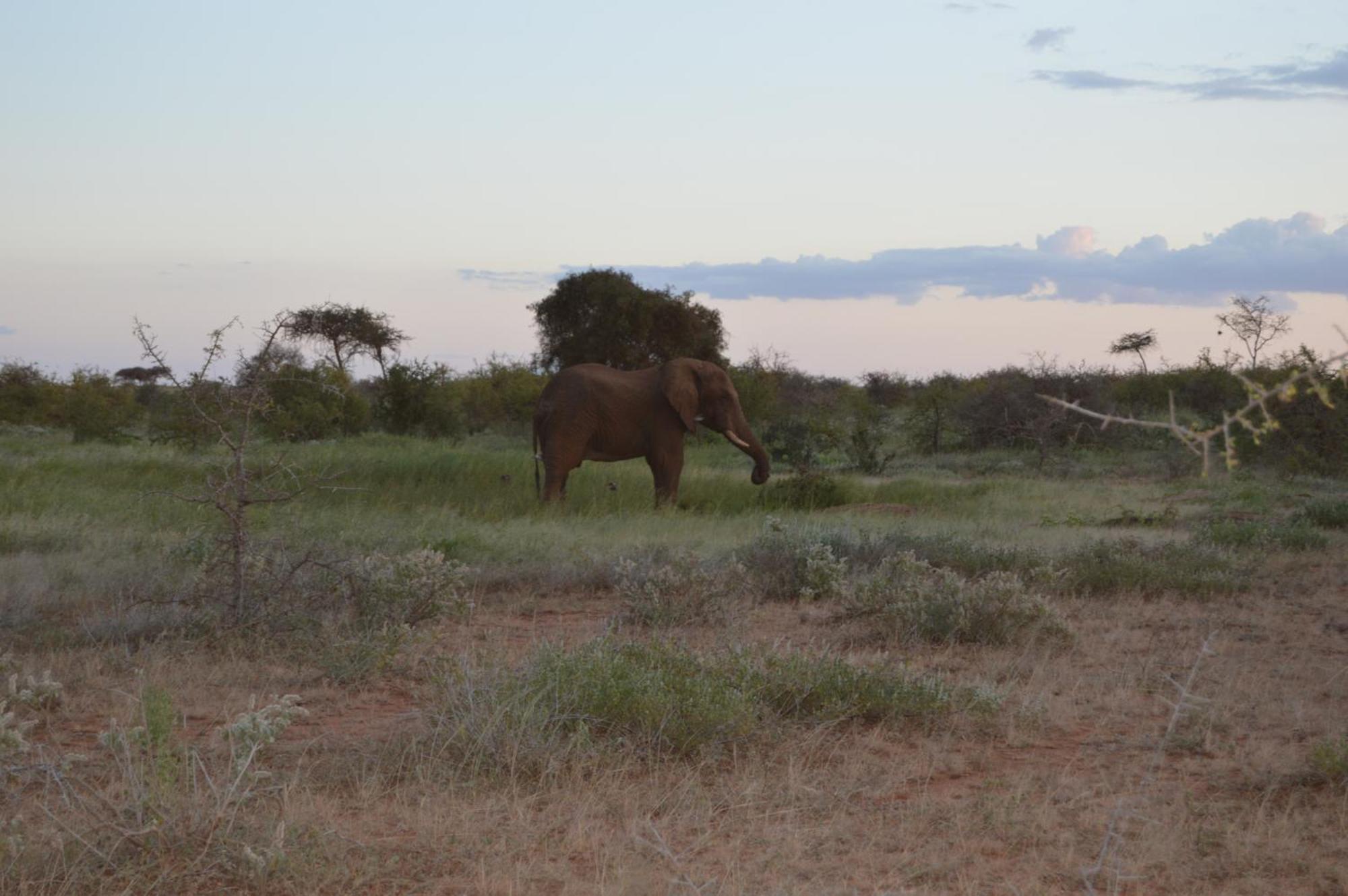 Wild Amboseli Ndovu Cottage. Εξωτερικό φωτογραφία