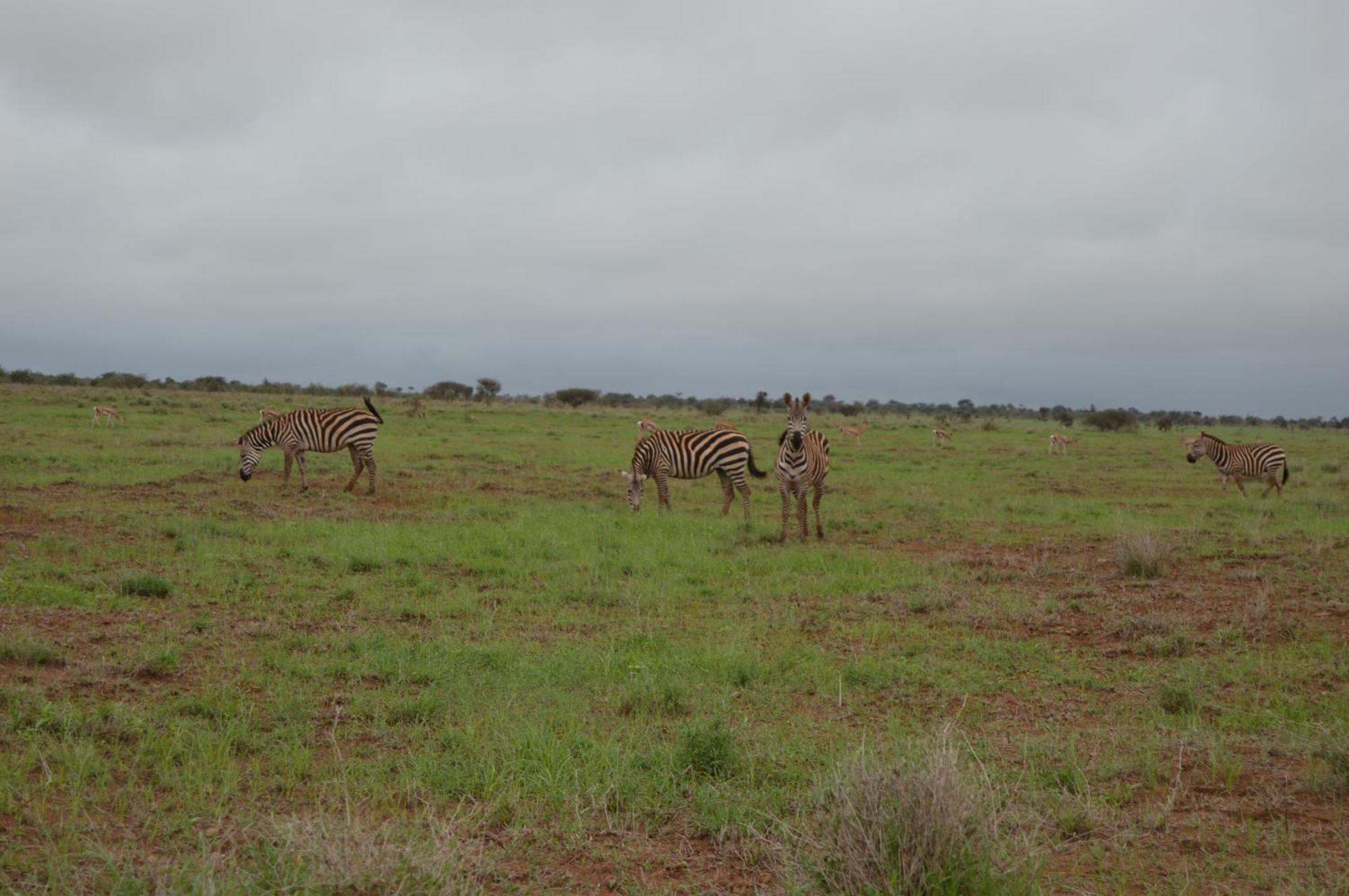 Wild Amboseli Ndovu Cottage. Εξωτερικό φωτογραφία